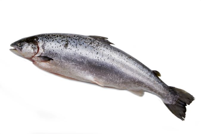 【健康曲線】鮭魚卵巢萃取 Salmon Ovary Extract